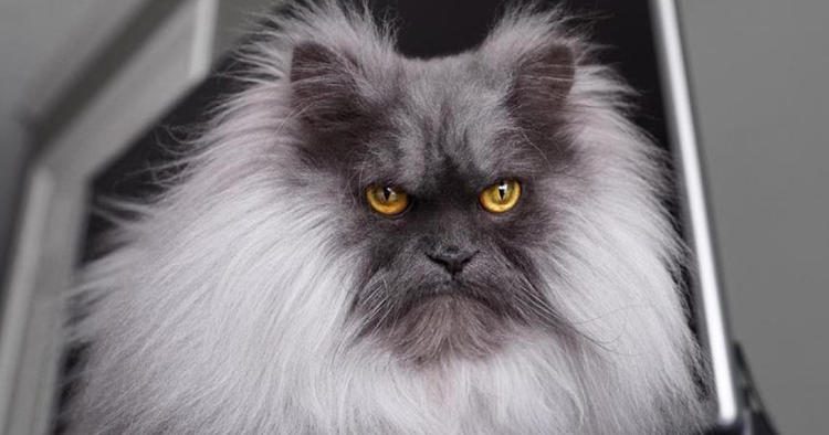 Juno the Angry Cat Is Fluffy Grumpiness Incarnated