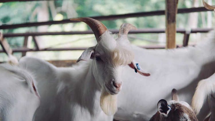 Handsome Goat Goes Viral Online for Looking Like a K-Pop Star Handsome Goat Goes Viral Online for Looking Like a K-Pop Star