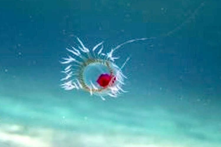 The Immortal Jellyfish - The Only Creature Known to Be Able to Live Forever