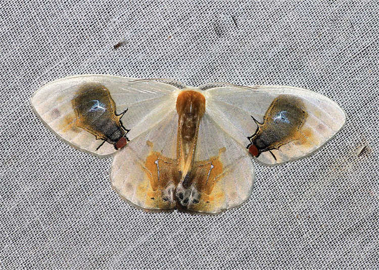 This Asian Moth Is Probably Nature's Ultimate Camouflage Master