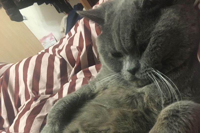 Exhausted Cat Needs Glucose Drip to Recover After Mating with at Least