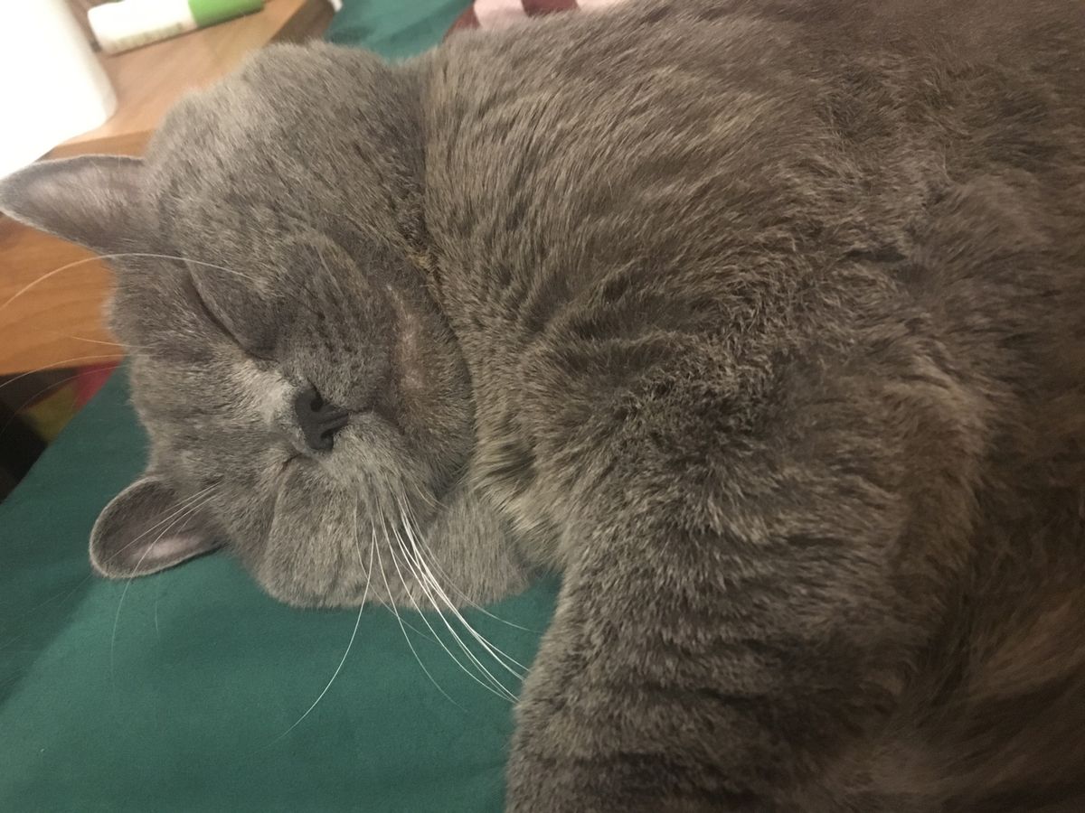 Exhausted Cat Needs Glucose Drip to Recover After Mating with at Least