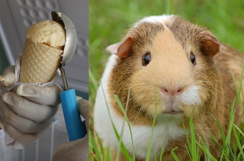 Guinea pig hotsell jerky
