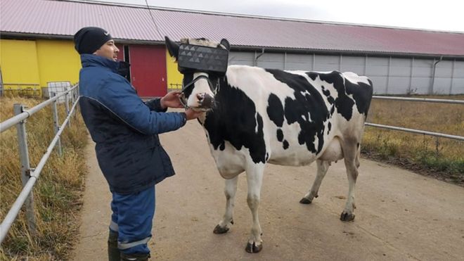 Cows wear VR headsets to reduce their anxiety, increase milk production