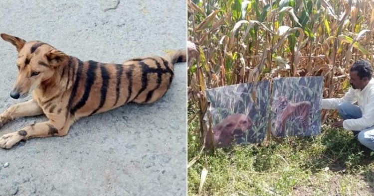 Farmer paints his dog like a tiger to scare away invading monkeys