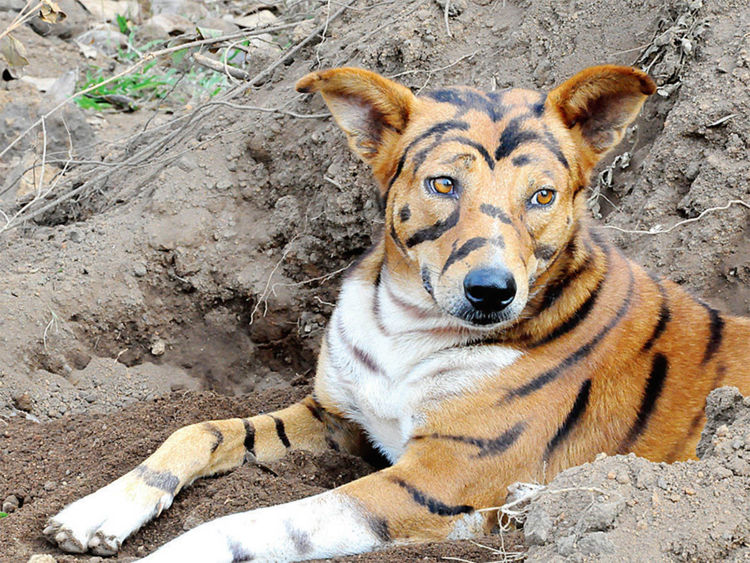 Farmer paints his dog like a tiger to scare away invading monkeys