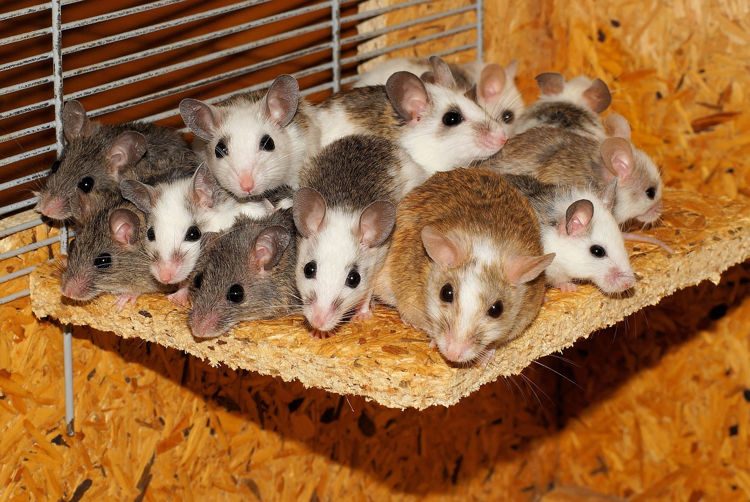 Rat King – Russian Farmer Finds Five Rats With Their Tails Mysteriously Knotted Together