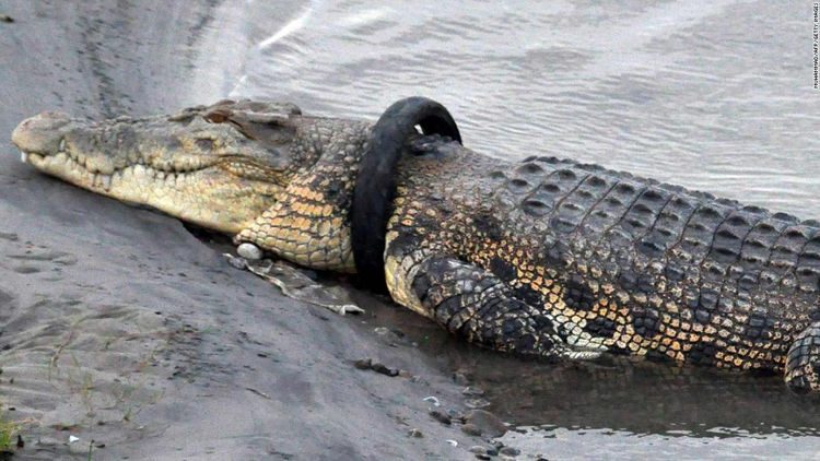 You can get a cash prize for removing a tyre from a full-grown crocodile's neck
