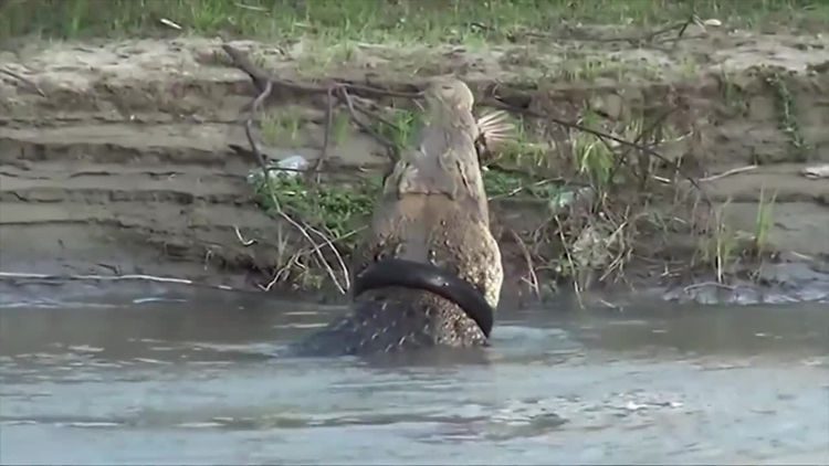 You can get a cash prize for removing a tyre from a full-grown crocodile's neck