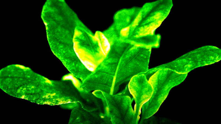 bioluminescent tobacco plant Building customizable auto-luminescent luciferase-based reporters in plants; Plants with self-sustained luminescence Let there be light |