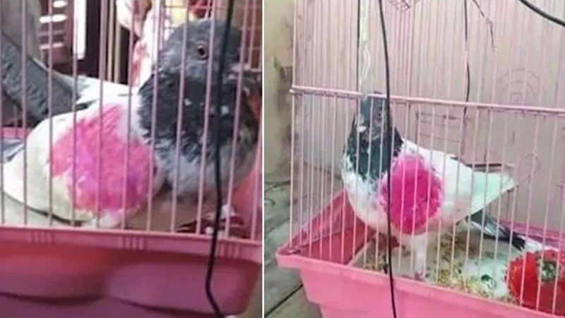 spy-pigeon.jpg
