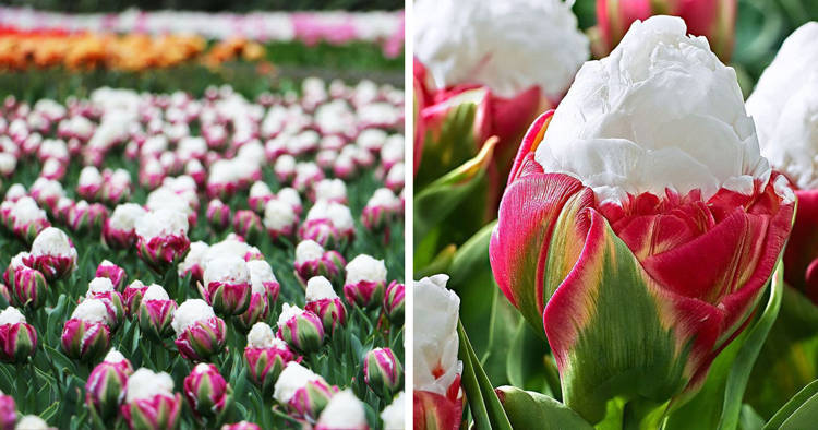 These 'Ice Cream' Tulips Look Good Enough to Eat