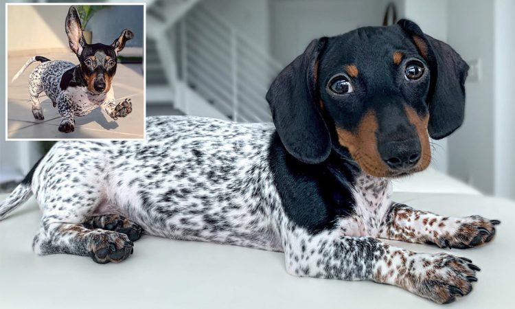 This Adorable Pooch Has the Head of a Dachshund and the Body of a