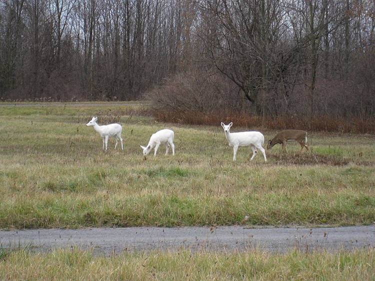 World’s Largest Herd of White Deer Seneca-white-deer