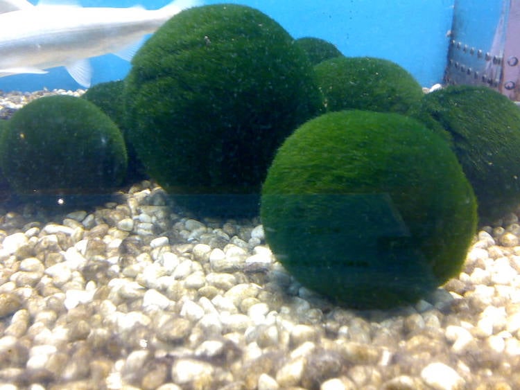 Gigantic Marimo Algae Balls Lubudup Java Moss Marimo Moss Ball gamberetti e lumache li adorano Palline da Gioco frugali Crea Un Ambiente Sano