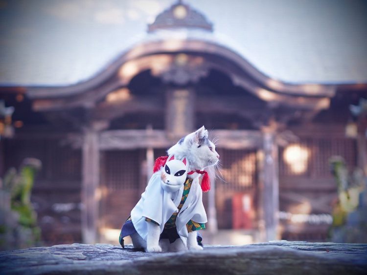 On His Free Time This Guy Makes Anime Costumes For His Cats And Here Are  35 Of The Coolest Ones  Bored Panda