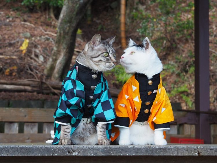 Cosplay Enthusiast Turn Cats into Feline Versions of Popular Anime ...