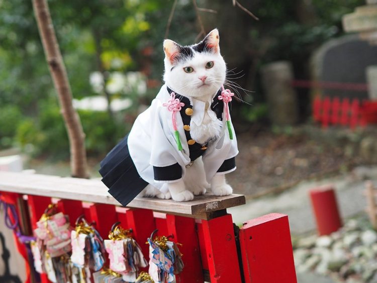 Cat sales cosplay anime