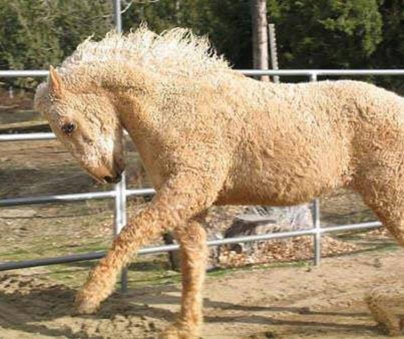 Pin Horse With Curly