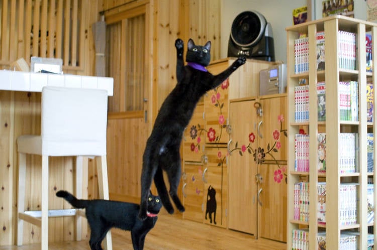 Nekobiyaka The World s Only Black Cat Cafe Nekobiyaka The World s Only Black Cat Cafe