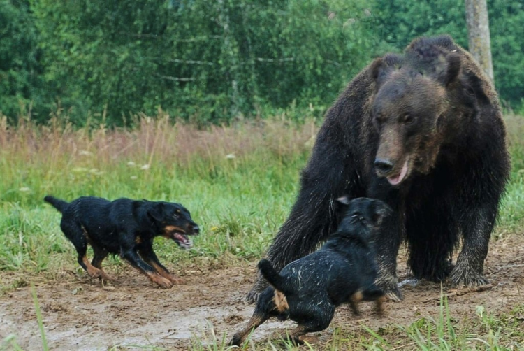 Hunting shop with jagdterriers