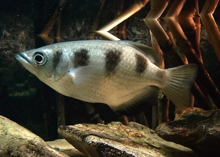 Natural Sharpshooter – Archerfish Uses Its Mouth as a Water Gun to Hunt Prey