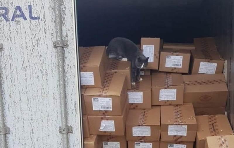 Shipping a best sale cat