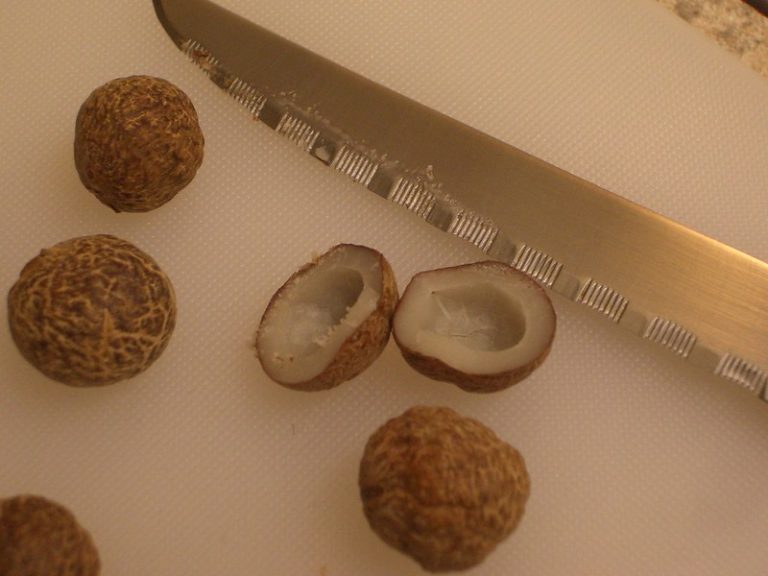 Coquitos The Tiny Coconuts of the Chilean Wine Palm