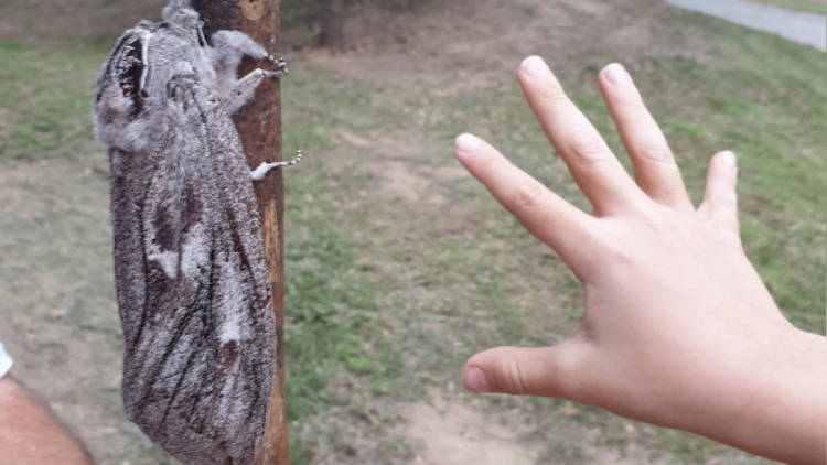 Australian Woman Photographs Moth Larger Than Her Hand Endoxyla-cinereus-giant-moth