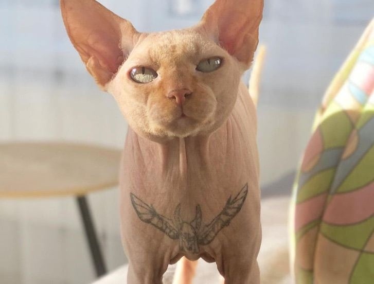 Sphynx cat tattooed  YouTube