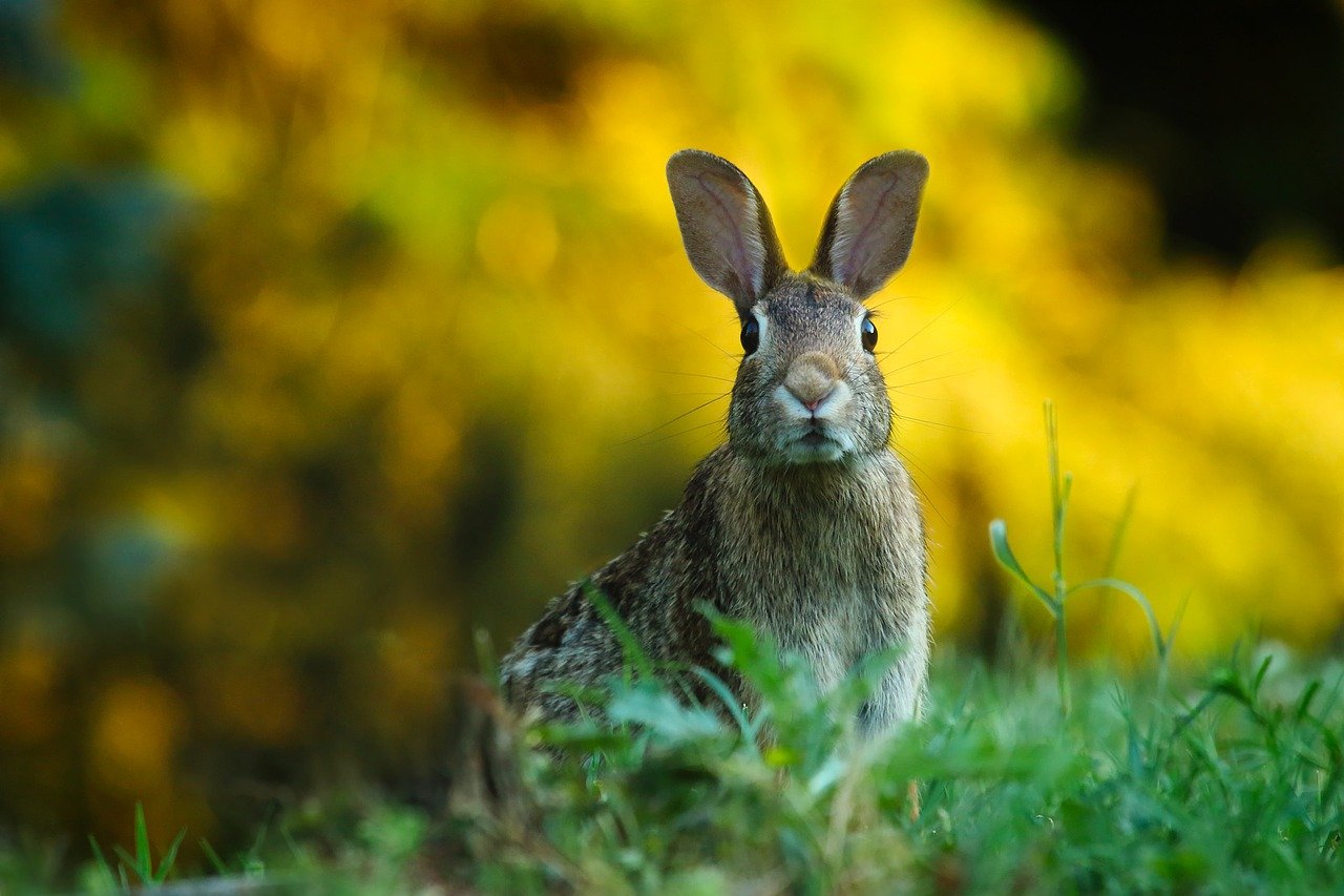 In This New Zealand Town, Easter Is All About Wiping Out Bunnies - Vimarsana News
