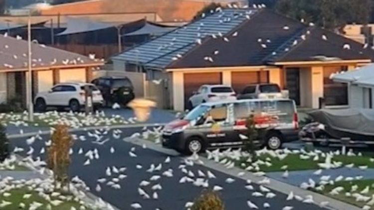Thousands of Cockatoos take over Australian town