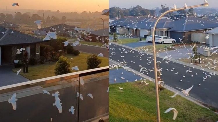 Thousands of Cockatoos take over Australian town