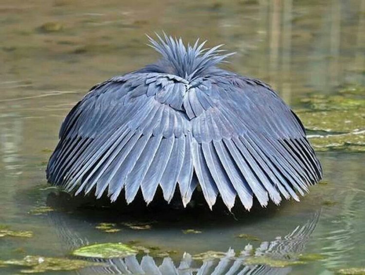 Clever Bird Hunts Fish by Turning Itself Into an Umbrella