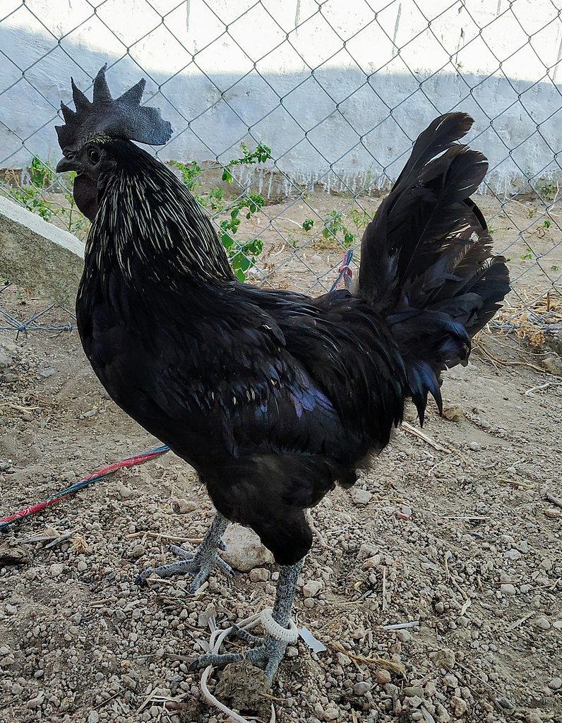 Kadaknath, a Chicken Breed With Jet Black Skin And Dark Meat