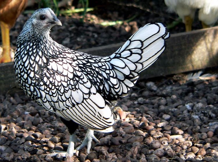 This Popular Chicken Breed Looks Like a Living Color-by-Number Drawing
