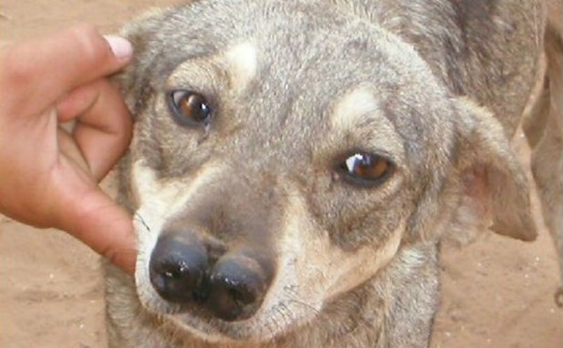 tiger hunting dog