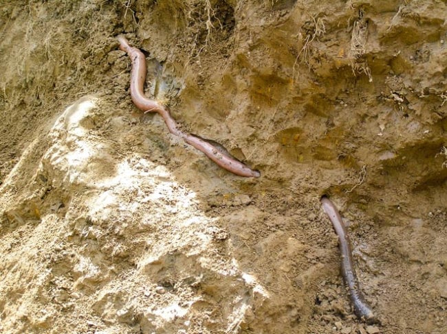 download giant blue earthworm download giant blue earthworm