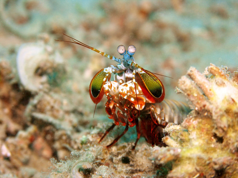 This Shrimp Punches So Hard It Can Chip And Even Crack Fish Tanks