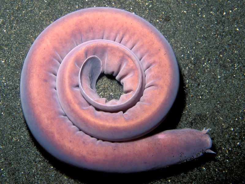Hagfish Teeth