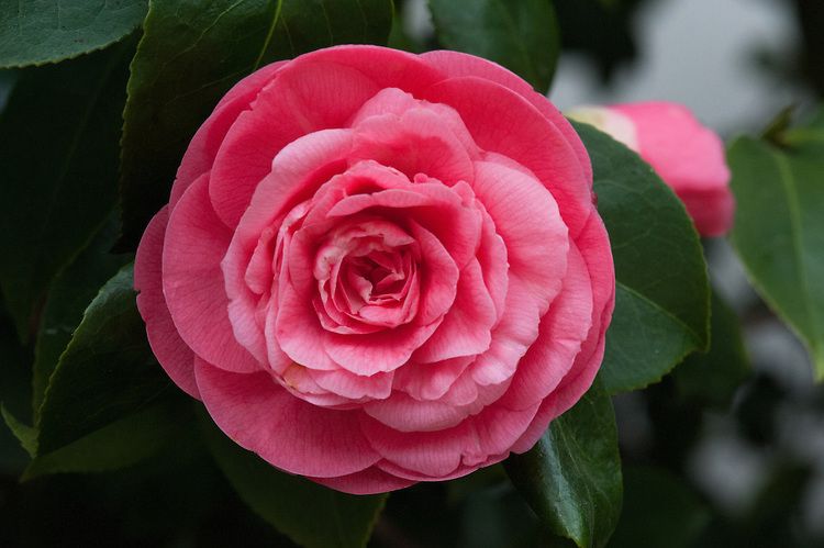 The World’s Rarest Flower Only Grows in Two Locations Around the World