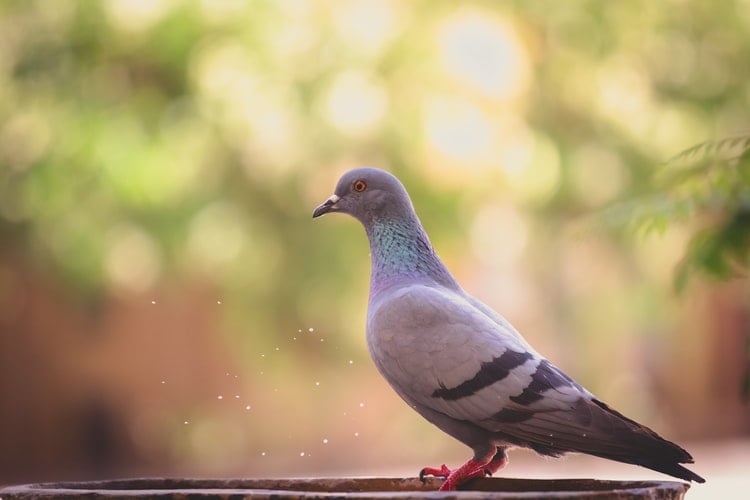 roller pigeons flying