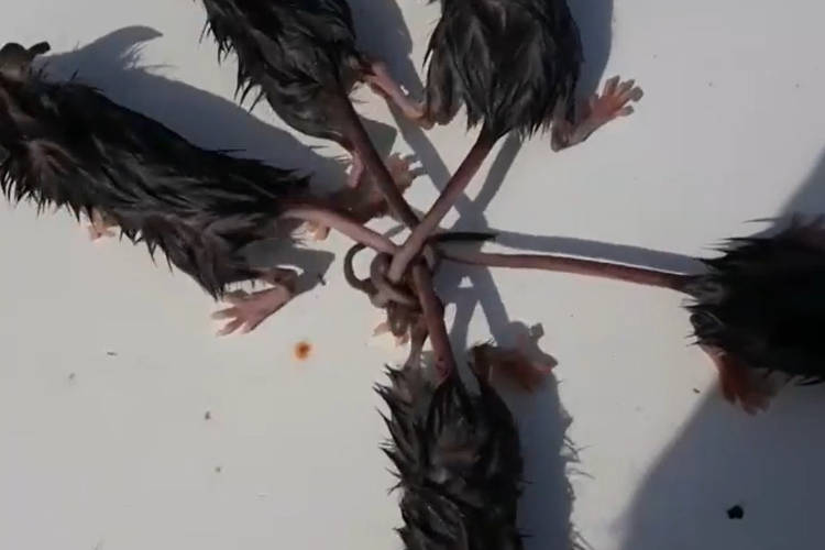 Rat King – Russian Farmer Finds Five Rats With Their Tails Mysteriously  Knotted Together