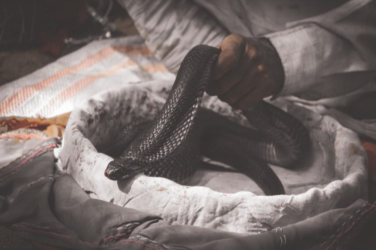 Zombie Snake' Found in NC Gets Nickname From Playing Dead