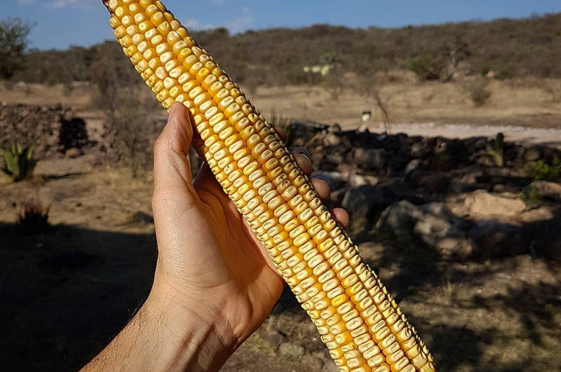 This Mexican Town Still Produces the World’s Largest Ears of Corn, But