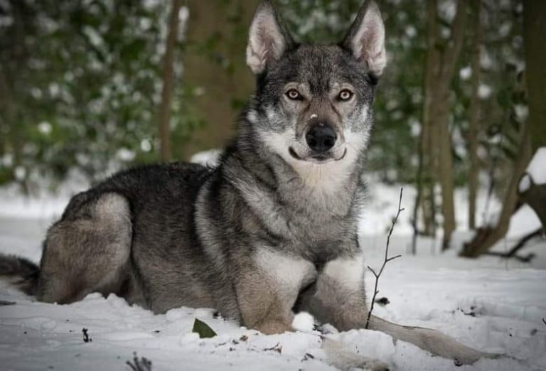 The Tamaskan – A Dog Bred to Look Like a Wolf But That Doesn’t Have Any ...