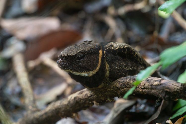 Lizard That Looks Like A Dragon