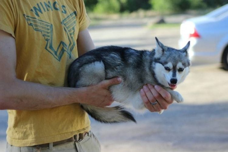 Alaskan Klee Kai Breed of Dog, Shop Klee Kai Dog