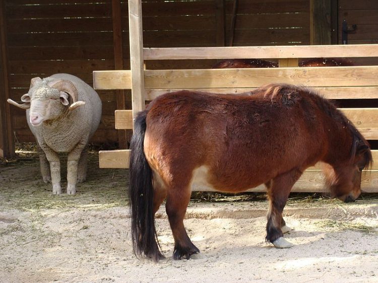 worlds smallest horse breed