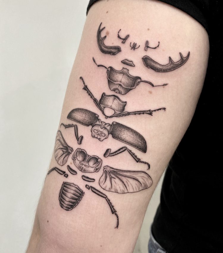 Stag beetle for tattoo on Behance